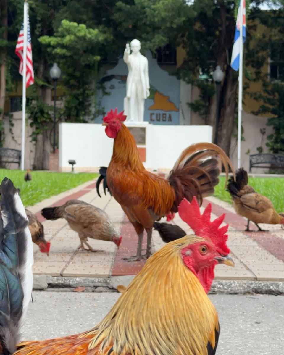 Free roaming chickens in Tampa City streets