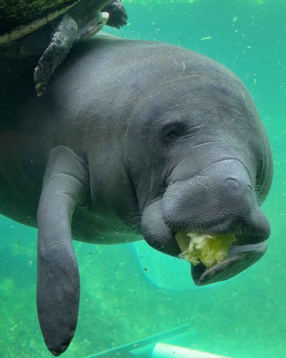 A manatee floating in water, seen through the glass wall of the tank with food in it's mouth