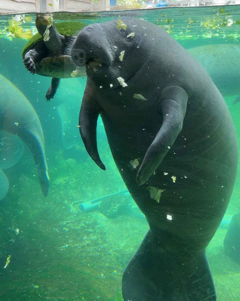A Manatee floating in water, seen through the glass wall of the tank with food and debris floating around it