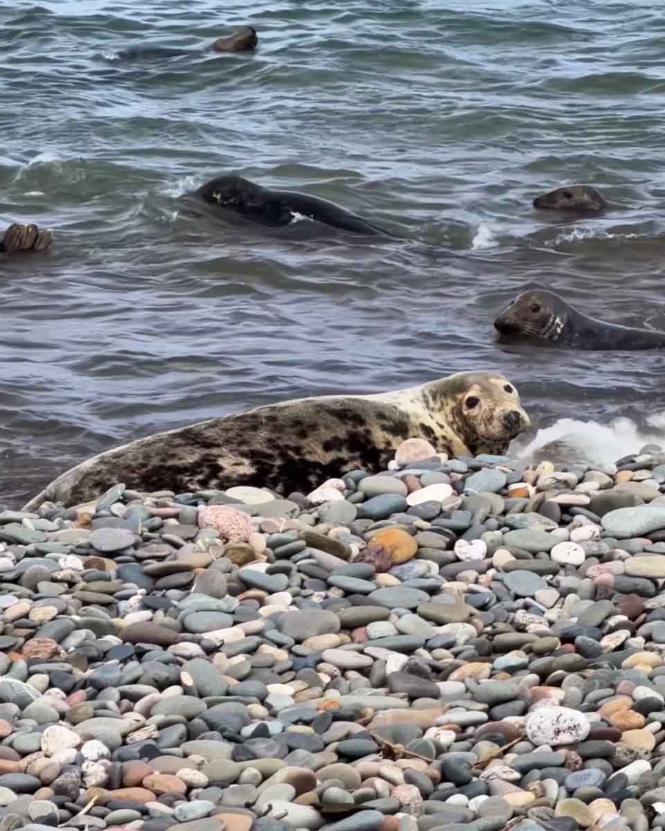 Point of Ayre seals