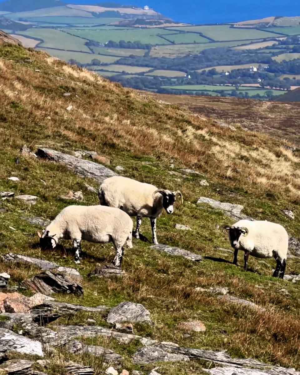 Snaefell Mountain Railway view of sheep