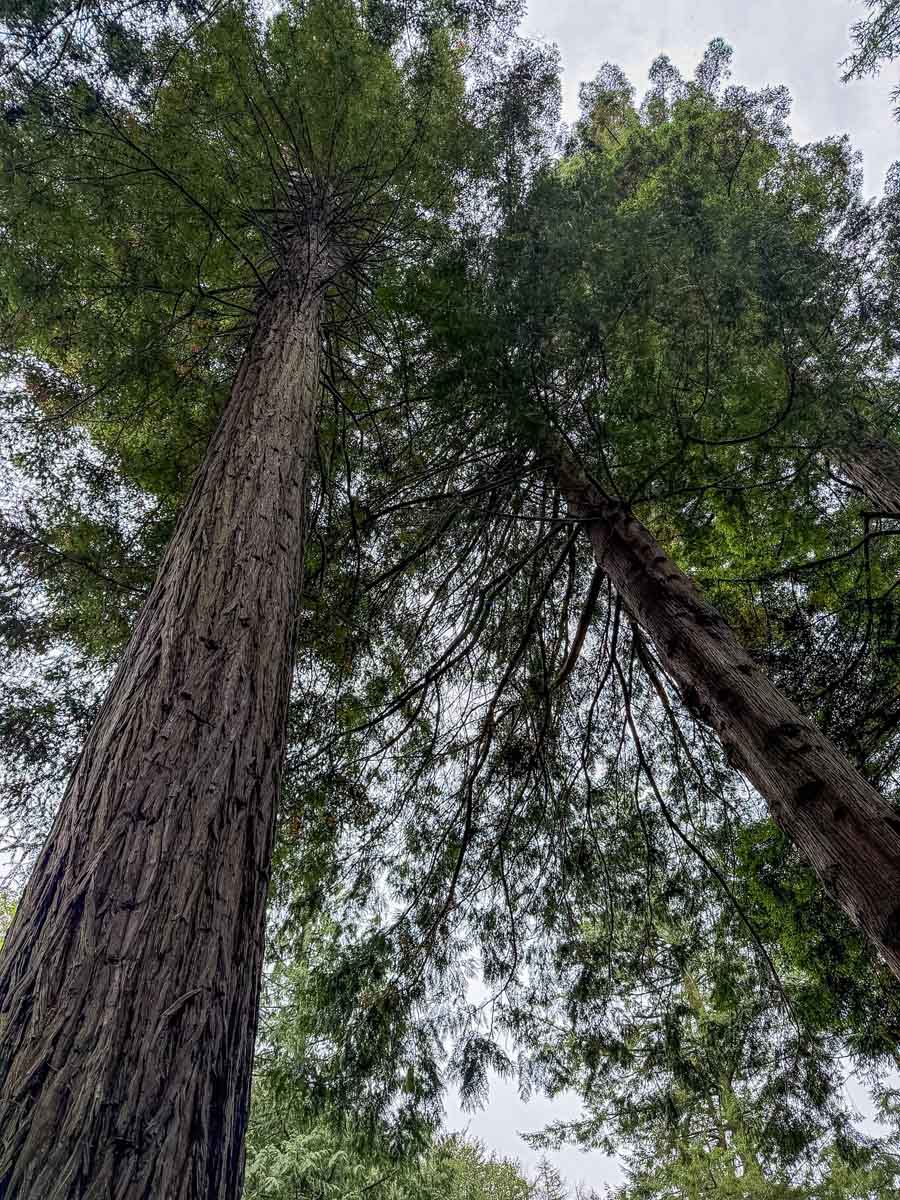 Glen Helen, Redwood Trees, Isle of Man
